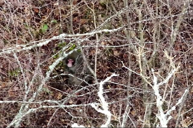 Screengrab from an undated handout drone footage from BH Wildlife Consultancy of a Japanese macaque which escaped from the Highland Wildlife Park on Sunday. Experts searching for the monkey have been able to follow his progress using drones. Keepers said that the monkey was making his way closer to the Highland Wildlife Park