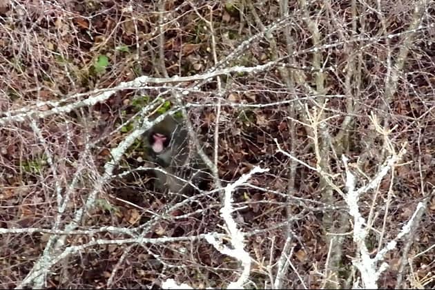 Screengrab from an undated handout drone footage from BH Wildlife Consultancy of a Japanese macaque which escaped from the Highland Wildlife Park on Sunday. Experts searching for the monkey have been able to follow his progress using drones. Keepers said that the monkey was making his way closer to the Highland Wildlife Park