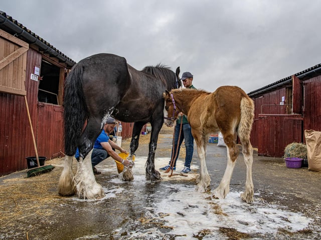 Equine class preparations