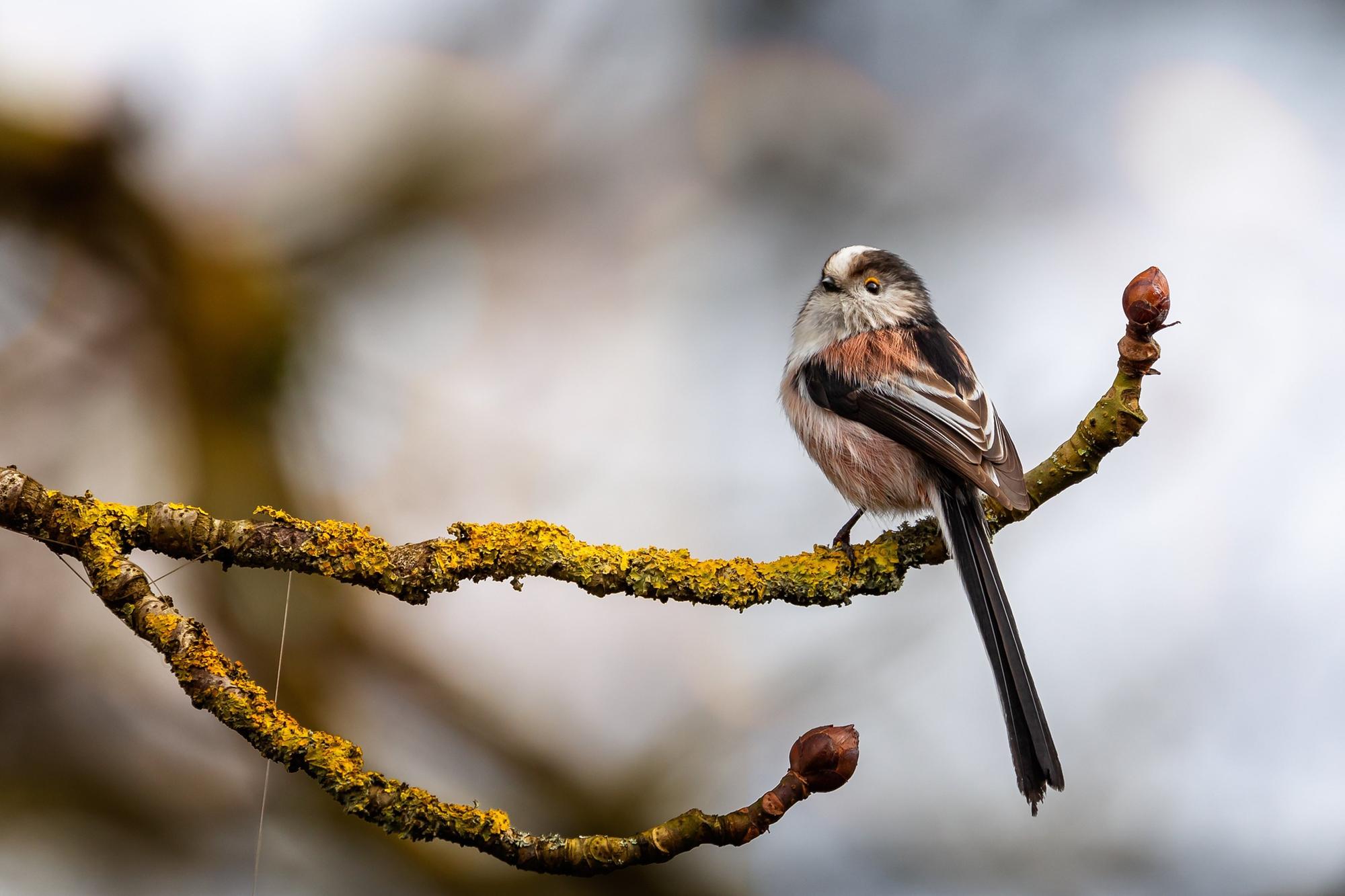 The sociable and noisy birds who work with others to raise their offspring