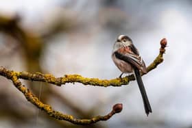 Long tailed tits are recognisable for their distinctive blush, black and white colouring.