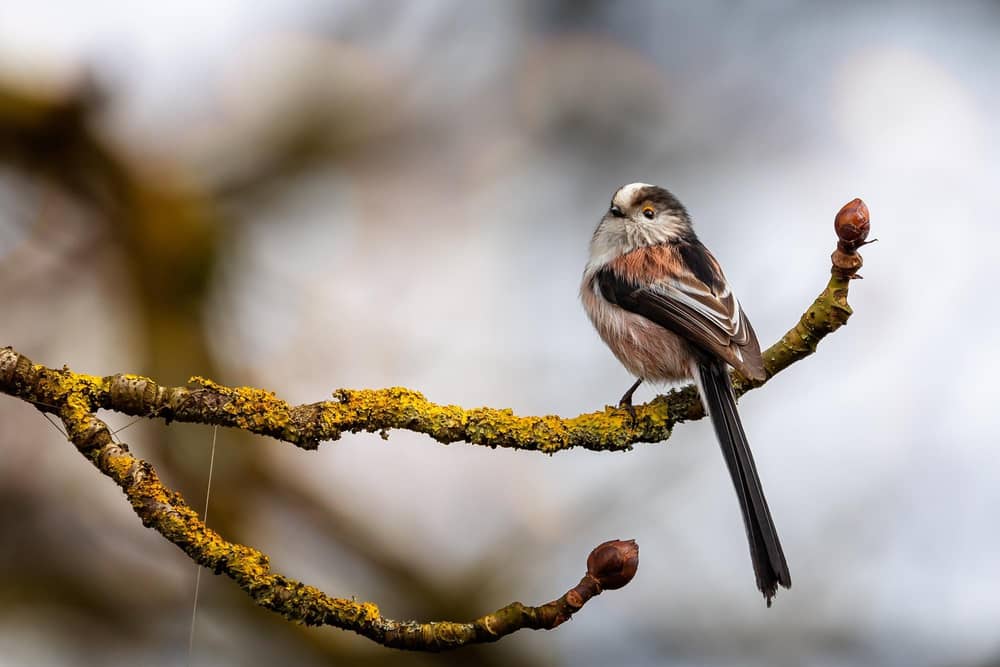Long tailed tits are recognisable for their distinctive blush, black and white colouring.