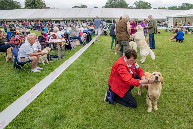 Golden Retrievers at the Harewood Dog Show.