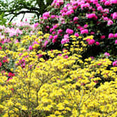 Rhododendrons pack a big punch with their colourful spring flowers.