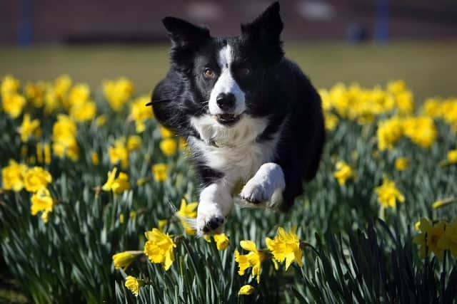 Dog running through a field of daffodils. (Pic credit: Christopher Furlong / Getty Images)