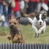 Terrier racing.