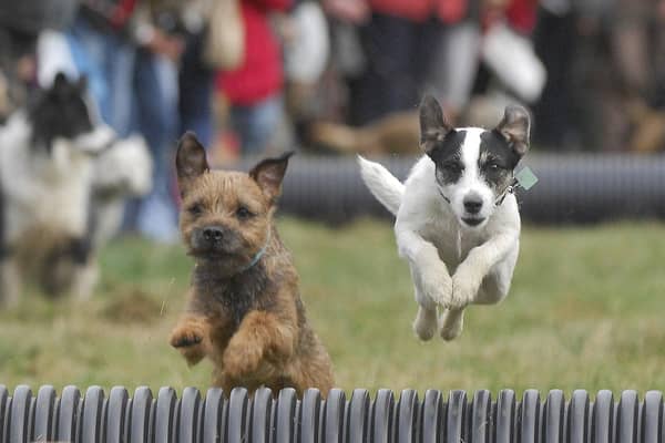 Terrier racing.