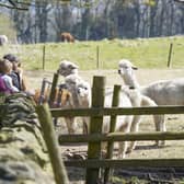 Mayfield Alpacas Animal Park in Sheffield has been put up for sale