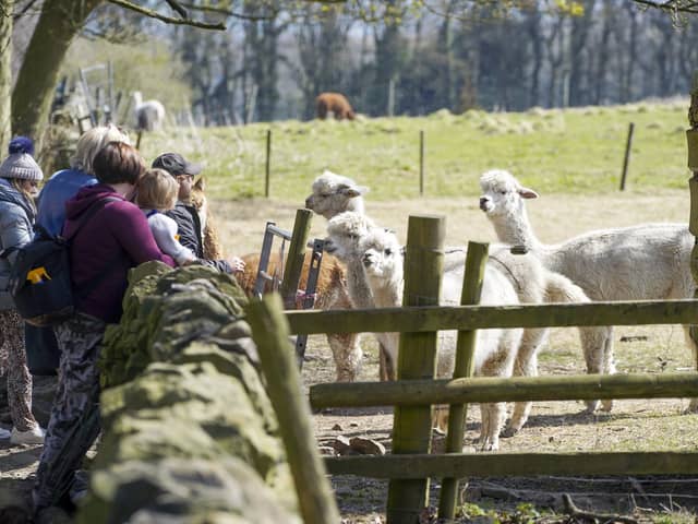 Mayfield Alpacas Animal Park in Sheffield has been put up for sale