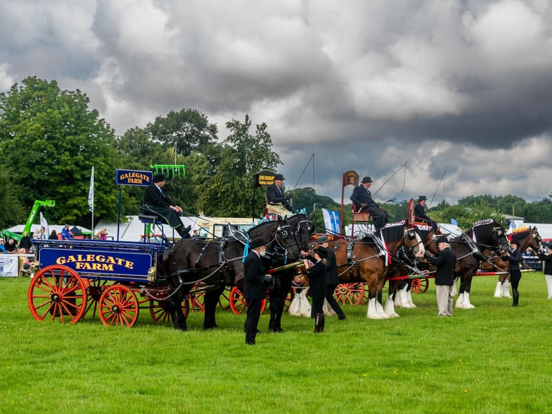 On show in the main ring the heavy horses - Teams Turn-out class