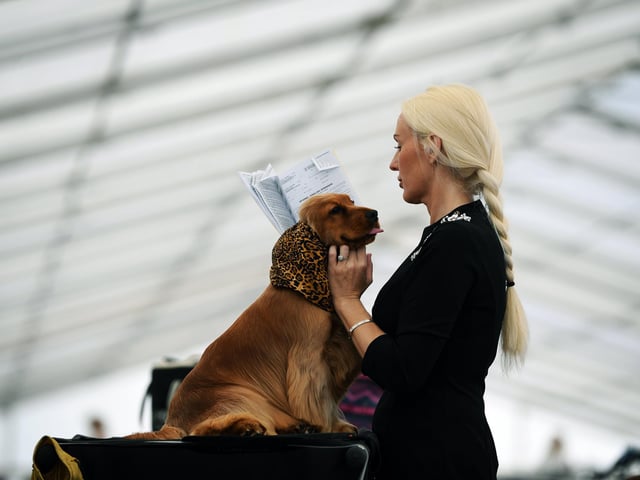 A spaniel looking dapper in leopard print at the show