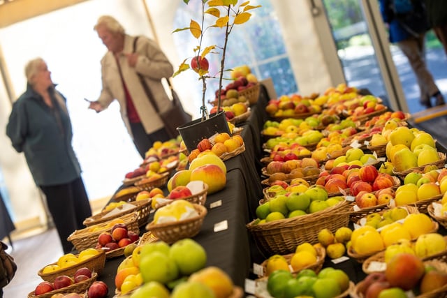 RHS Garden Harlow Carr Festival of Flavours.
Northern Fruit Group Apple Display.
22 October 2022.  Picture Bruce Rollinson