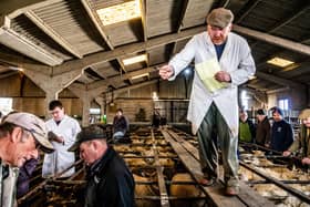 The Cattle Market,  Skidby Ings, Hull, East Yorkshire. Phil Mortimer selling sheep at the auction.
