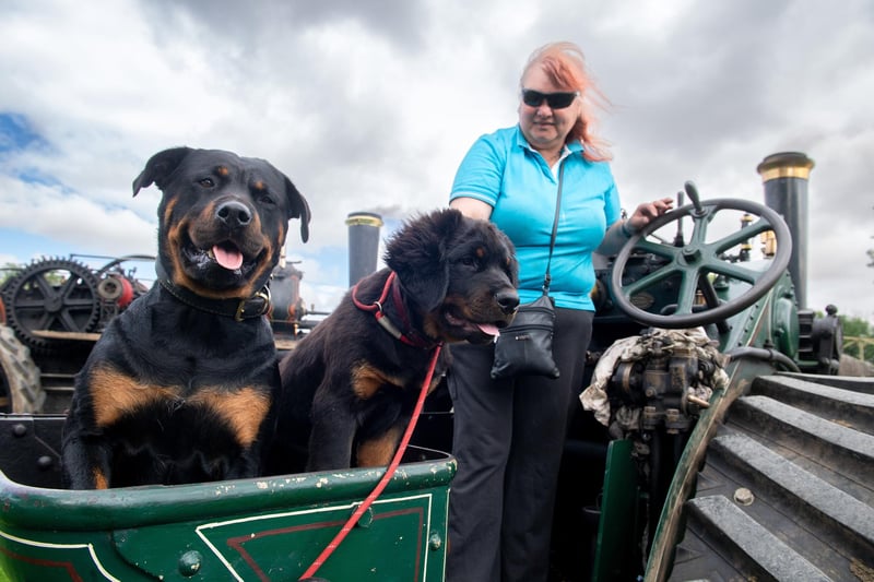 Rottweillers Megan and Earl enjoying the ride on board Dave and Helen Webster's  1925 Fowler 6 horse single.
Picture by Yorkshire Post Photographer Bruce Rollinson