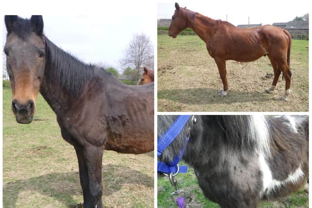 Sam, a 19 to 21 year old chestnut thoroughbred gelding, Pepsi a 17 to 23 year old bay thoroughbred mare and Tony, a piebald Shetland gelding aged around 17 years old - were living in hazardous conditions in a field off School Lane, Wike, in West Yorkshire back in April 2020.