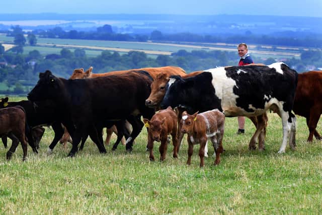 Farmer Robert Scaling with some of the Limousin X, Broitiosh Blue X  and Stabiliser calves at Cliff Farm near Sinnington. As well as being a working farm, it is a public campsite.