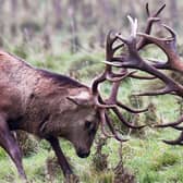 Red deer stag fight during the rutting season