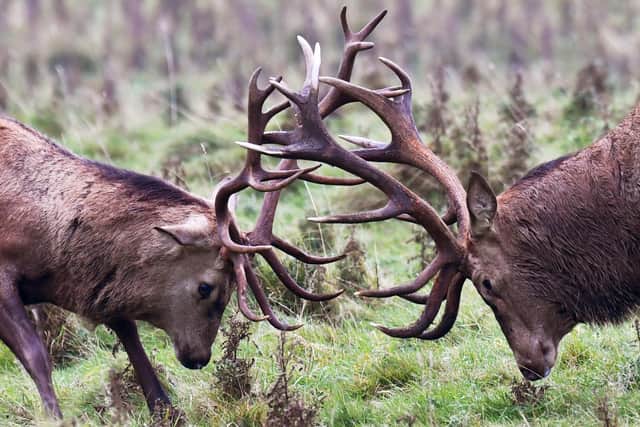 Red deer stag fight during the rutting season