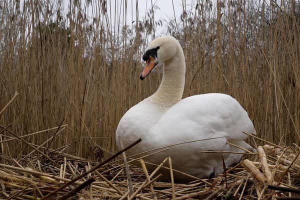 A swan sits on her nest guarding cygnets due to hatch over the Coronation weekend.