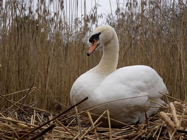 A swan sits on her nest guarding cygnets due to hatch over the Coronation weekend.
