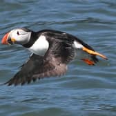 Puffins pictured on the water on the Bridlington coastline. Many seabirds, including puffins, rely on sandeels to feed their chicks PIC: Simon Hulme