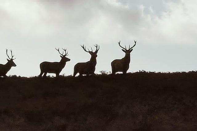 Red deer on Burbage Moor taken by Tim Woolliscroft.