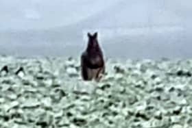 Residents in Sheffield have been left shocked after a wallaby has been spotted hopping through frozen fields