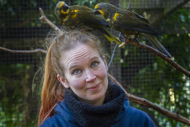 Bird keeper Lisa Bath with a hand reared pair of brown lory birds