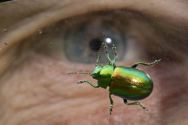Tansy Beetles are realeased into the wild , near Haxby Road, York..Dr Geoff Oxford is pictured with one of the Beetles on his glasses..26th May  2022











