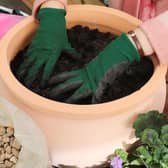 Photo of peat-free compost in a pot. PIC: PA.