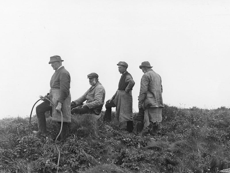 A group of men gathering gulls' eggs from the cliffs at Bempton circa 1900.