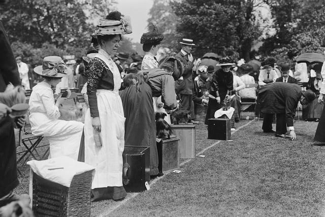 The Yorkshire Terriers being judged during the summer show at Botanical Gardens in June 1910.