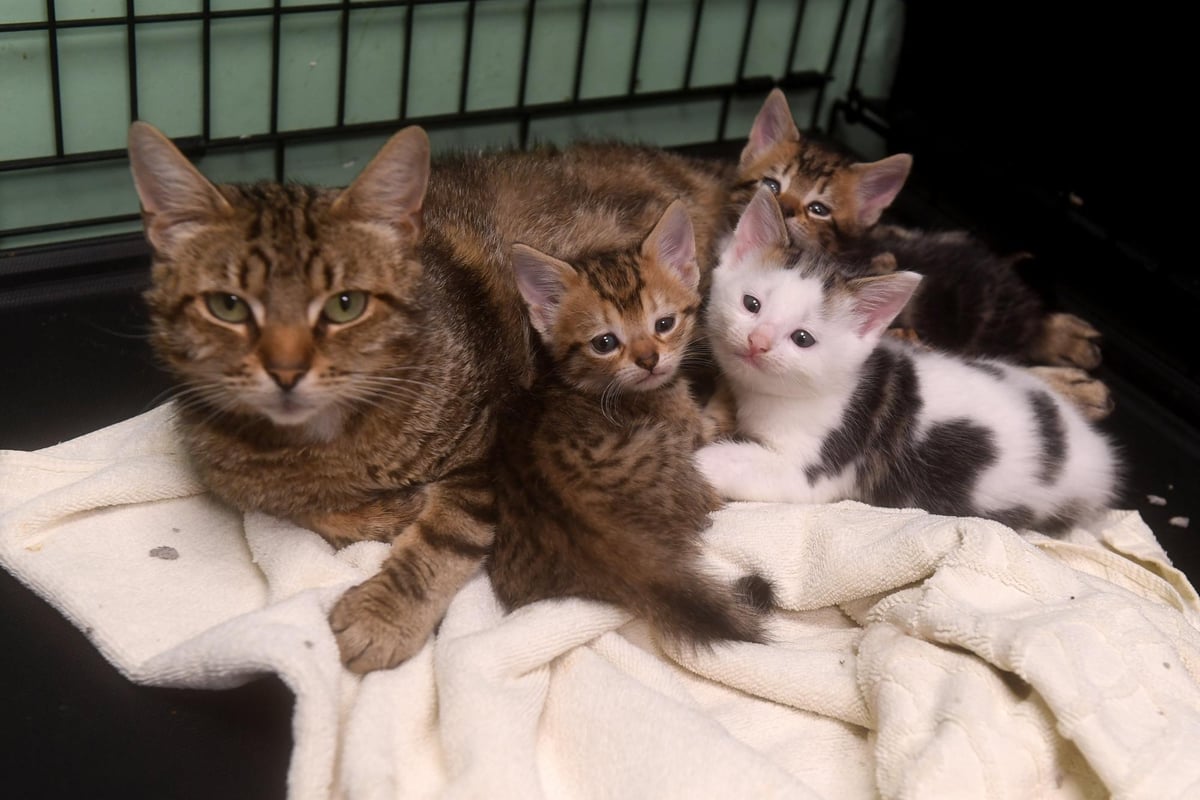 Yorkshire Cat Rescue: Keighley-based centre on the frontline of cat overpopulation crisis