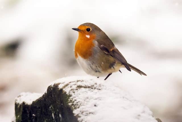 A Robin in fresh snow in the Yorkshire Dales National Park. (Pic credit: Danny Lawson / PA Wire)