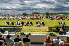 Great Yorkshire Show 2023. The livestock are lined up for the Grand Cattle Parade held in the main ring. Picture By Yorkshire Post Photographer,  James Hardisty. Date: 13th July 2023.