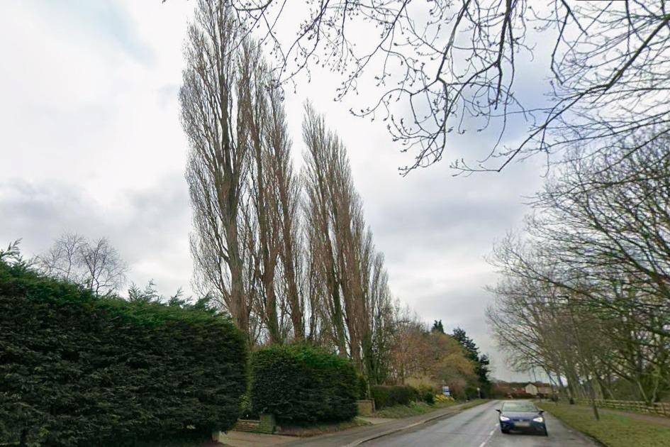Council expert rejects plan to fell two protected 30m trees in ...