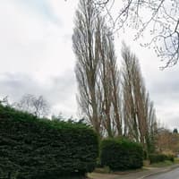 Council expert rejects plan to fell two protected 30m trees in Yorkshire village