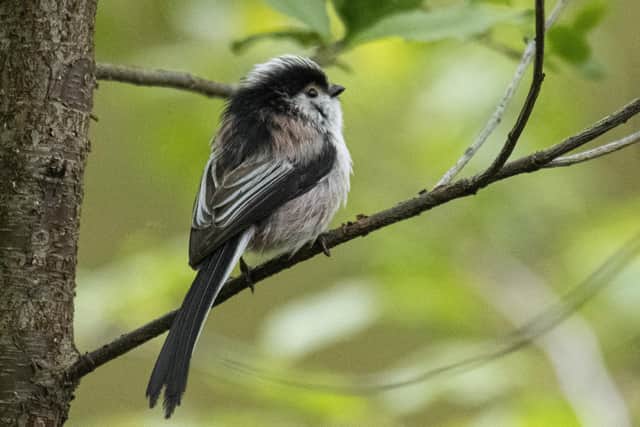 Long tailed tits actively seek out a breeding pair to help them.