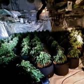Officers found cannabis plants worth nearly half a million pounds. Photo: West Yorkshire Police