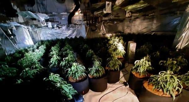 Officers found cannabis plants worth nearly half a million pounds. Photo: West Yorkshire Police