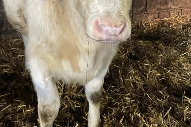 Primrose, the Whitebred Shorthorn who was sold at Thirsk Auction Mart last week with proceeds for her sale being donated to St Leonard's Hospice in York.