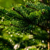 Discarded Christmas trees could help make renewable fuels as new research finds a simple way to turn pine needs into a useful product.