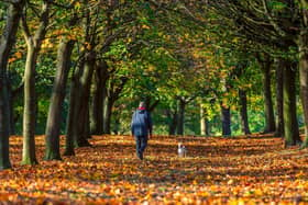 A man walks his dog across the Autumn sunlight as it shines on the fallen leaves in a wood near Temple Newsam, Leeds. (Pic credit: James Hardisty)
