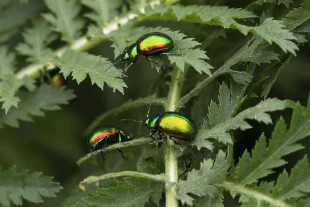 Tansy Beetles are released into the wild , near Haxby Road, York.