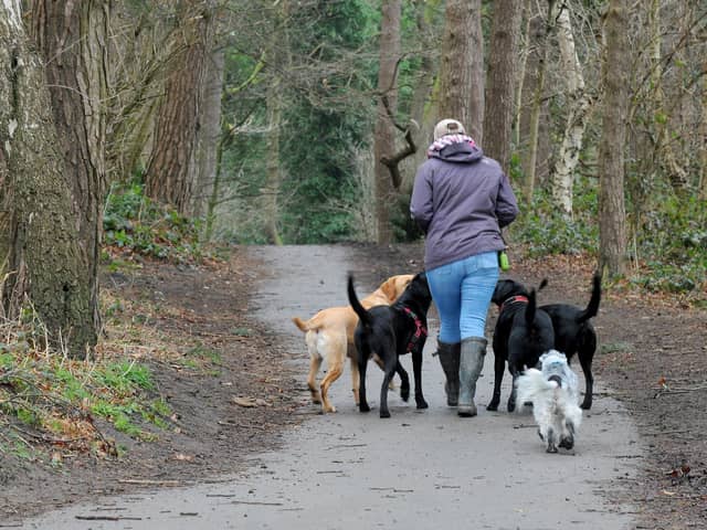 A professional dog walker on the bridleway at Hookstone. Image: Photographer Steve Riding