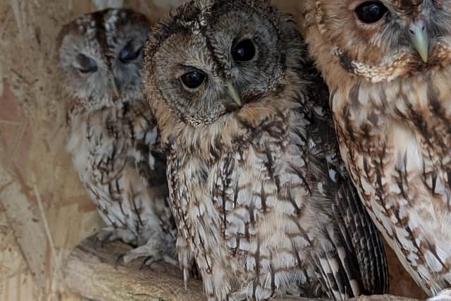 Double the number of owls are being cared for by Craven Wildlife Rescue following the drought.
