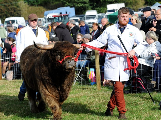 Highland cattle is paraded at the show