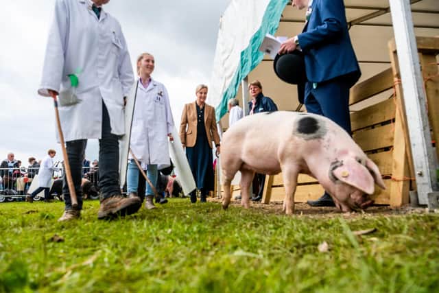 Her Royal Highness, the Duchess of Edinburgh, president of Driffield Agricultural Society, watching one of the pig classes in 2023. Picture: James Hardisty.