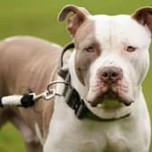 Owners were urged to register their XL Bully dogs before the ban came into force on February 1, 2024