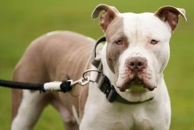 Owners were urged to register their XL Bully dogs before the ban came into force on February 1, 2024